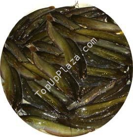 SHING FISH - Topup Plaza